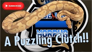 A PUZZLING CLUTCH!!!  ||  DID HE PROVE OUT HET PUZZLE?? WHAT ELSE IS IN HIM?!