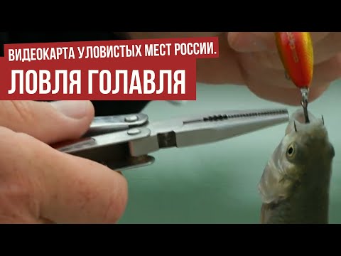 Ловля голавля \ Видеокарта уловистых мест России. Сезон 9