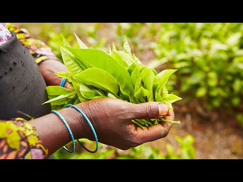 Video: Čajové plantáže. Zajímavosti Srí Lanky: čajové plantáže