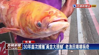 另類地震魚! 漁民石門水庫捕獲「黃金大頭鰱」－民視新聞 