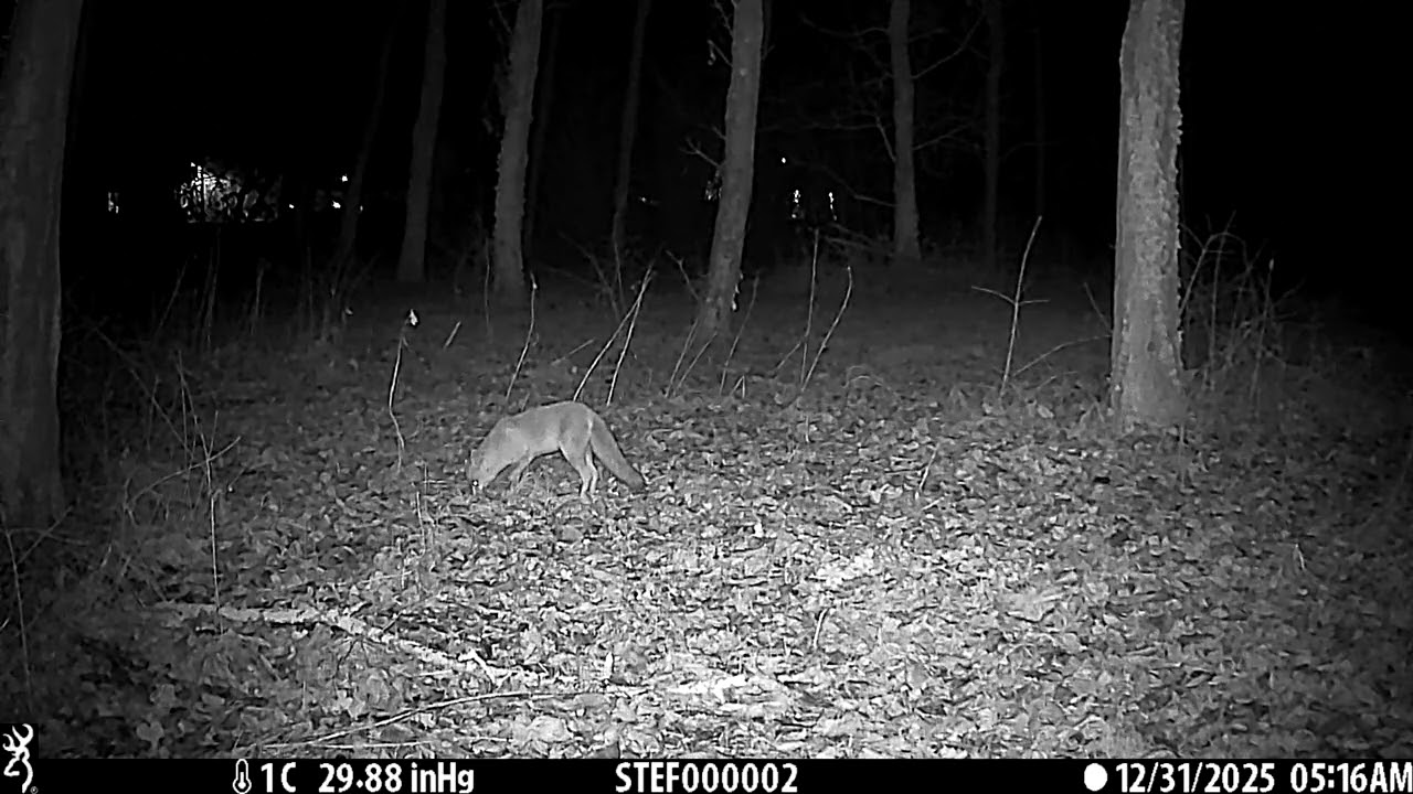 VOLPE - 31/12/2025 - 05:16