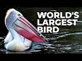 The Pelicans Enigma How Do They Survive In The Australian Outback The Pelicans Enigma How Do They Survive In The Australian Outback