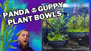 SUPER simple aquascaping! Building a Wabi Kusa inspired Guppy aquarium. by Fish Shop Matt 53,700 views 4 months ago 20 minutes