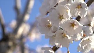 Close Up Of Cherry Blossoms (벗꽃)HD - Free Stock Footage For Commercial Projects