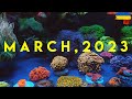 100 g reef tank | березень, 2023 | морський акваріум