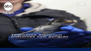 Tennessee Aquarium welcomes new penguin