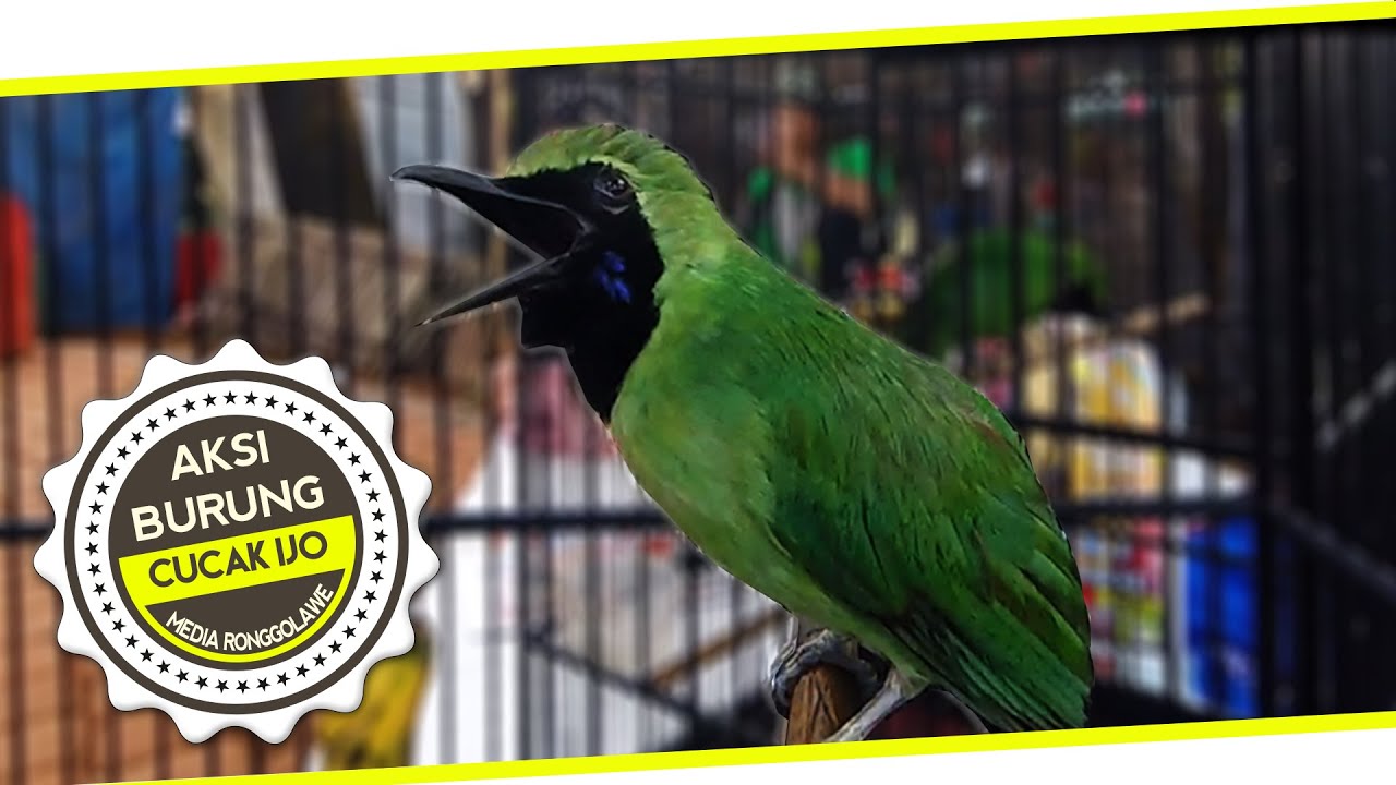 SUARA BURUNG Ciremai Cucak Ijo Majalengka Ngentrok 800 Ribu