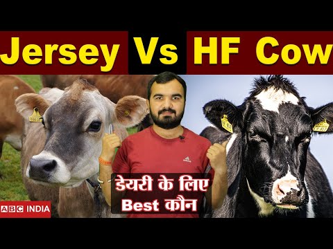 वीडियो: ह्यूस्टन हाइट्स में कहां खाएं