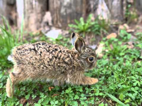 Video: Creme d'Argent Rabbit