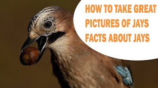 HOW TO PHOTOGRAPH JAYS - FACT ABOUT JAYS