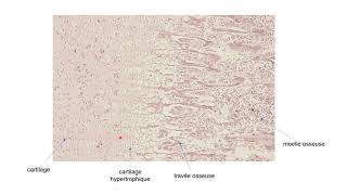 Ossification endochondrale