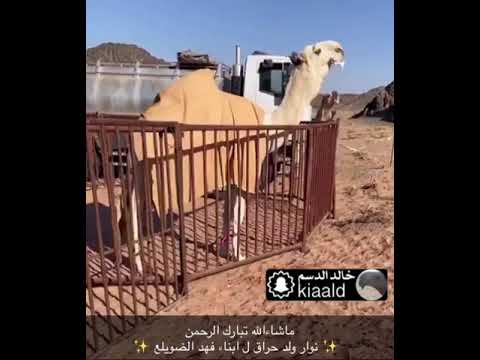 نوار ولد حراق ل ابناء فهد الضويلع 