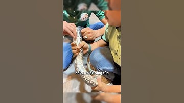 Mọi người nghĩ rằng con rắn có hai răng nhưng #shorts