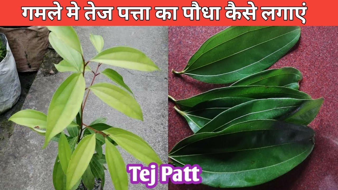 तेज पत्ता का पौधा गमले में कैसे लगाएं Tej Patt ka paudha kaise lagaye Bay Leaf Plant YouTube