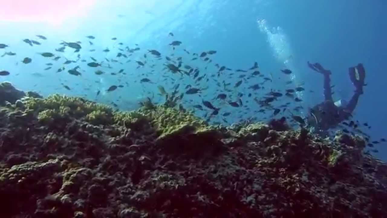 Diving OMAN Daymaniyat Islands YouTube