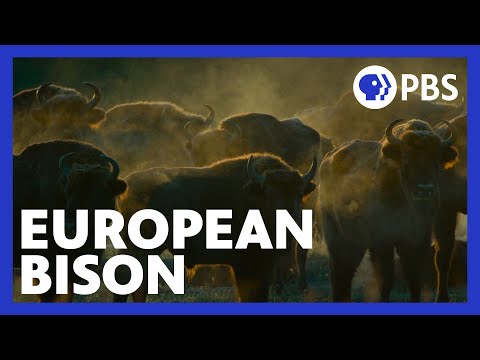 The Age of Nature | European Bison Roam Poland's Bialowieza Forest | Episode 3 | Changing | PBS