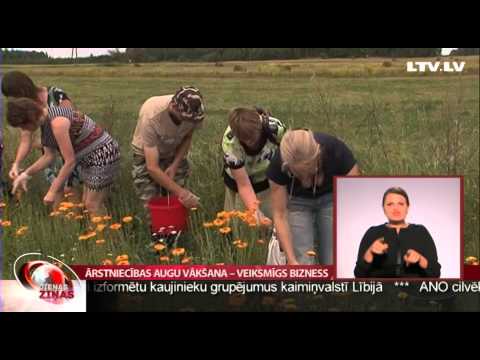 Video: Rūpes par augiem tējas dārzos - padomi tējas augu audzēšanai mājās