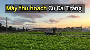 Xem cách người Nhật thu hoạch Củ Cải trắng bằng máy móc nông nghiệp