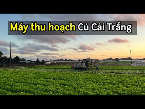 Video Xem cách người Nhật thu hoạch Củ Cải trắng bằng máy... - youtube