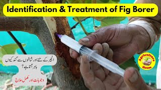 Fig Borer, Identification and Treatment
