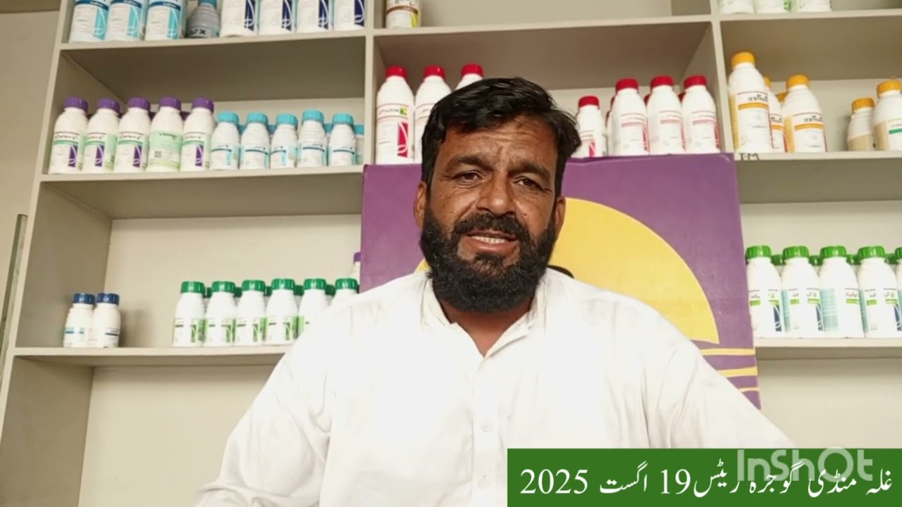 Grain market Gojra today rates | Arshad gujjar