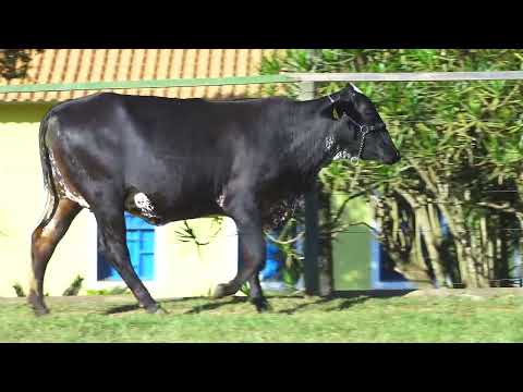 LOTE 157 5832CR