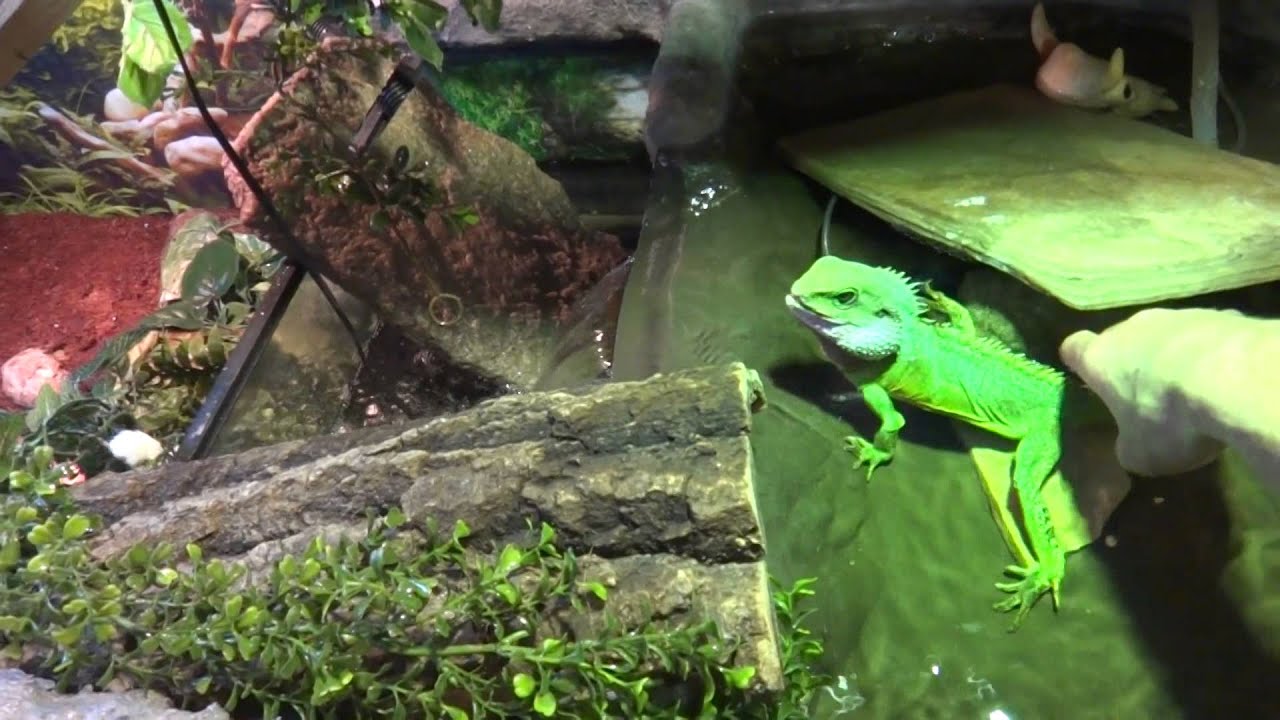 chinese water dragon enclosure YouTube
