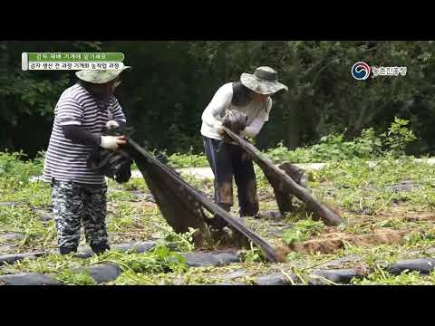 감자 재배 기계에 맡기세요 - 2. 감자 생산 전 과정 기계화 농작업 과정