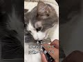 長毛種に短毛種用のブラシを使った結果…#長毛種#短毛種#ブラシ