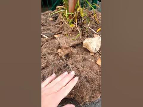 КЛЕН ОСТРОЛИСТНЫЙ ГЛОБОССУМ #растенияворонеж #клен #купитьклен # ...