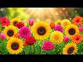 (No Ads) Springtime Relaxing Music 🌿 Stress Relief & Music Therapy for Peaceful Sleep