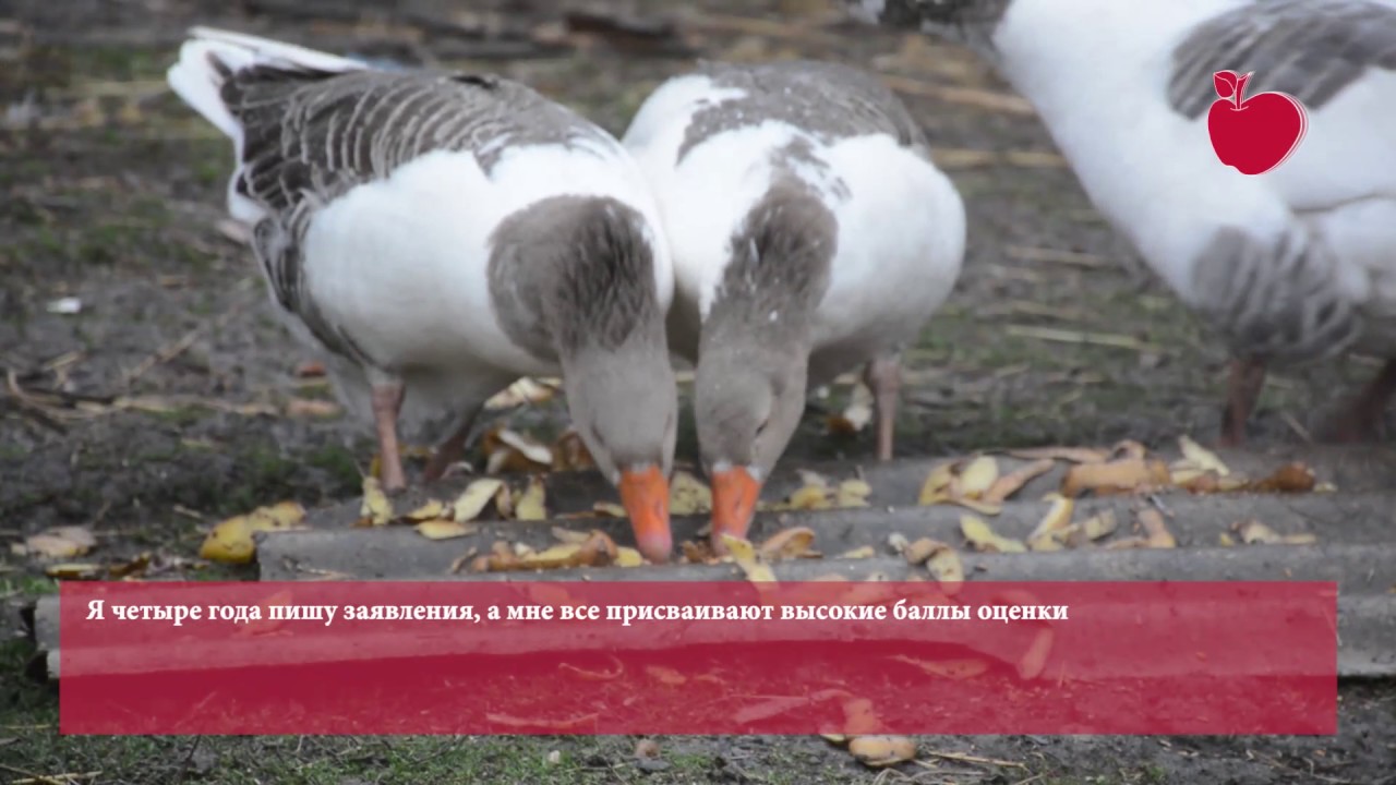 В Тамарашени Кажашвили отменили социальное пособие из за взятой заранее ...