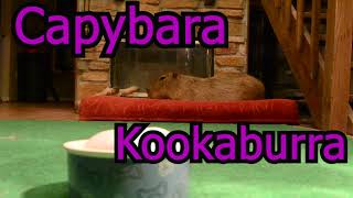 Capybara And Kookaburras