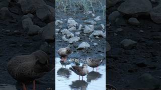 人生初のバードウォッチングが最高だったよ🐦#shorts #vlog #日常