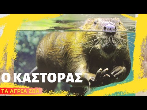 Βίντεο: Ωροσκόπιο σλαβικών ζώων: κάστορας