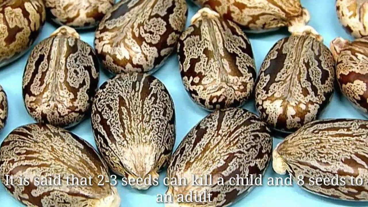 10 POISONOUS PLANTS THAT CAN KILL YOU YouTube 10 POISONOUS PLANTS THAT CAN KILL YOU YouTube