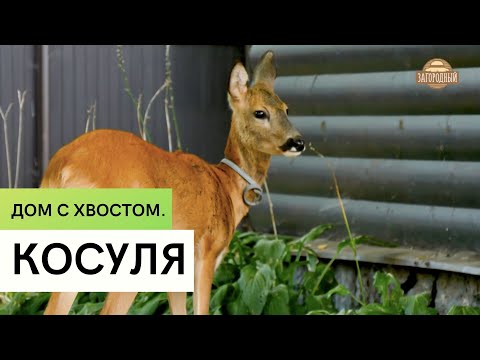 Косуля \\  Содержание и разведение в домашних условиях \\ Дом с хвостом