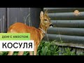 Косуля \  Содержание и разведение в домашних условиях \ Дом с хвостом