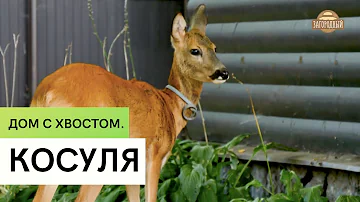 Косуля \  Содержание и разведение в домашних условиях \ Дом с хвостом