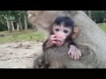 Life of monkeys - Ep53, baby monkey trying to walk, monkey protects baby...