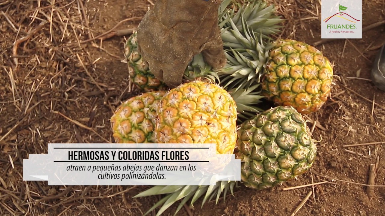 Piña Orgánica, Un viaje al corazón dulce de la piña. - YouTube