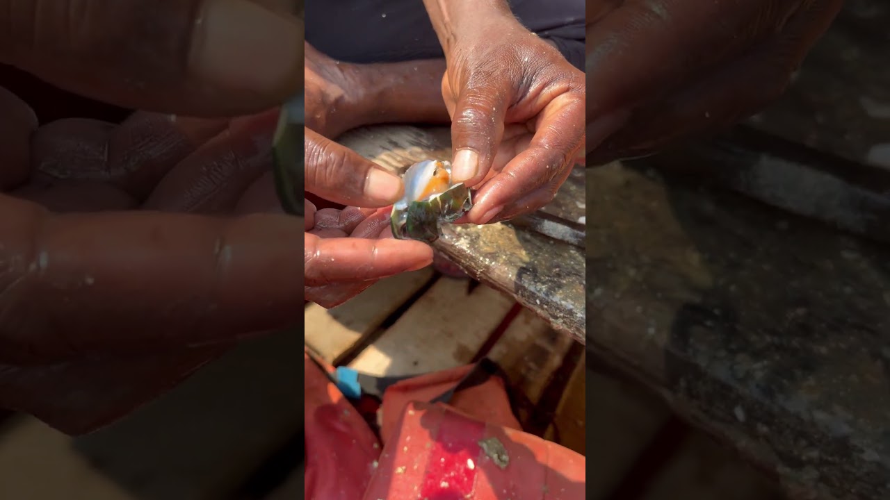 Fake pearl extraction in chilka lake odisa | Moti scam in chilka lake keep away 