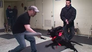 Personal Protection Training for Puppies: Preparing for Weapon Disable (K9-1.com)
