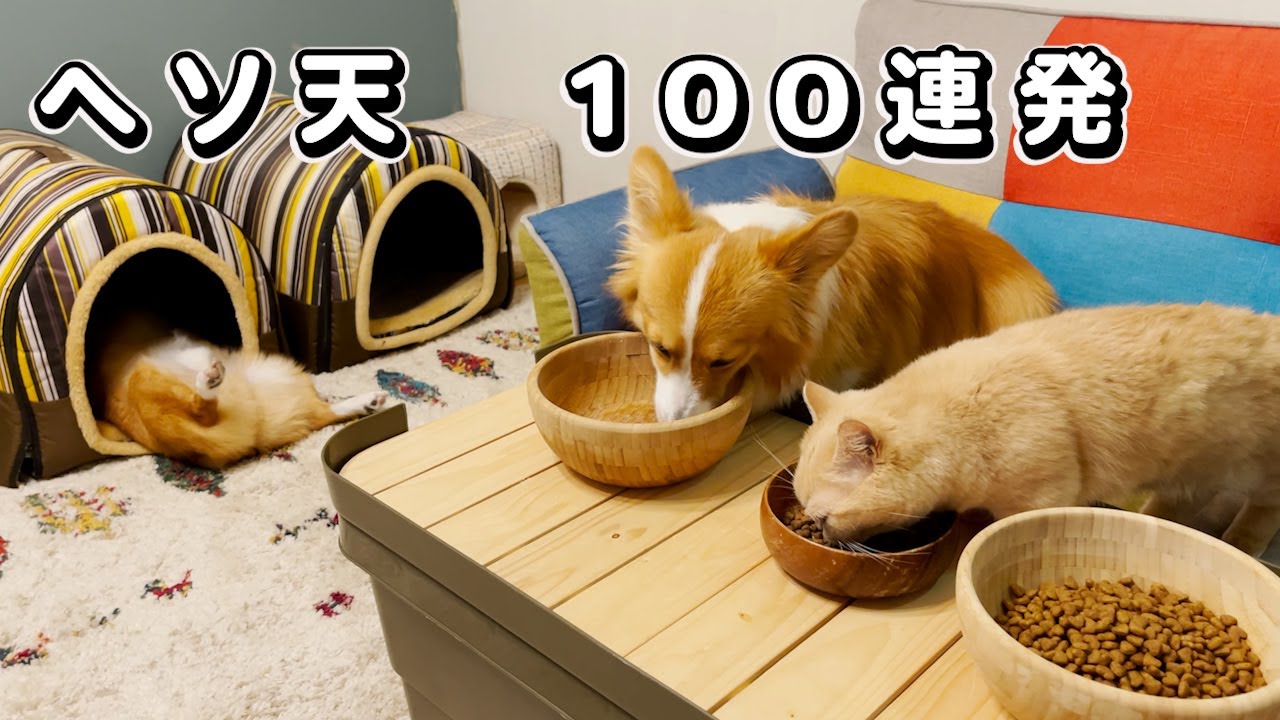 あのチャンネルとコラボ！！記念にヘソ天100連発【コーギー