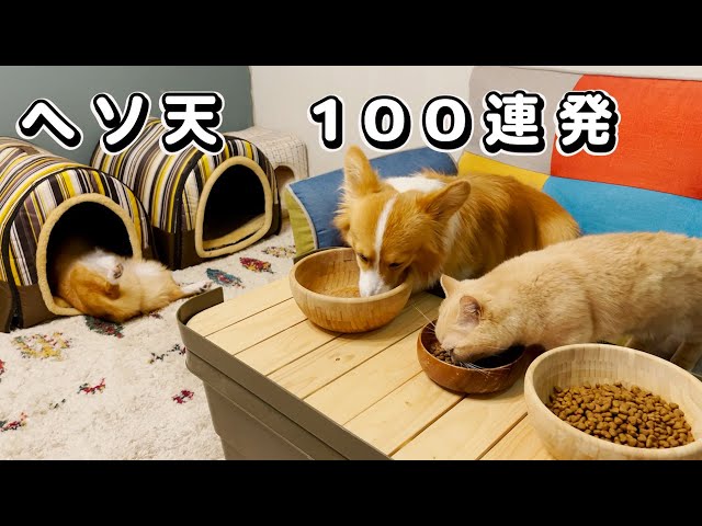 あのチャンネルとコラボ！！記念にヘソ天100連発【コーギー