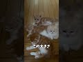 階段の上で子猫と母猫が待っててくれました【ミヌエット】#shorts
