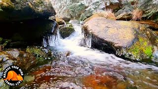 🟠1 HOUR Mindfulness Meditation, Concentration | #147 NATURAL FOREST SOUNDS