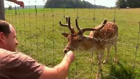 Wild Adventure (part 2.) - Wild boar damage prevention TRAILER