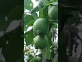 nimbu lemon in my organic backyard farm in chakaluwa Uttarakhand Haldwani23 May 2026