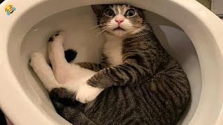 CATS HAVE GONE CRAZY 🤣 FUNNY CATS and DOGS & other ANIMALS 🐱🐶 by Morgan 85,233 views 5 months ago 10 minutes, 2 seconds